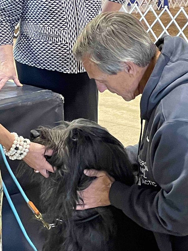AKC Show Dogs Chiropractor in Ohio