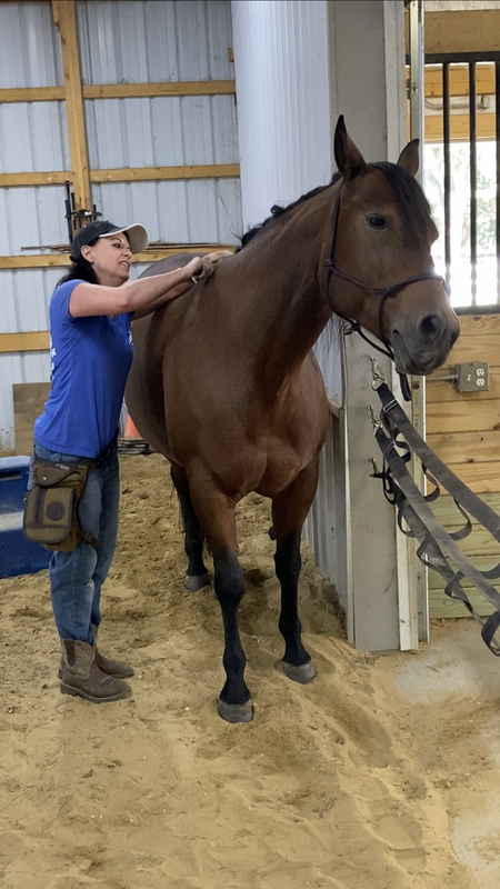 Horse massage specialist NW Ohio
