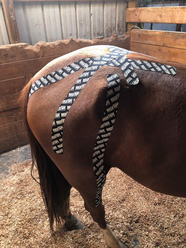 Kinesthetic taping for horses in NW Ohio