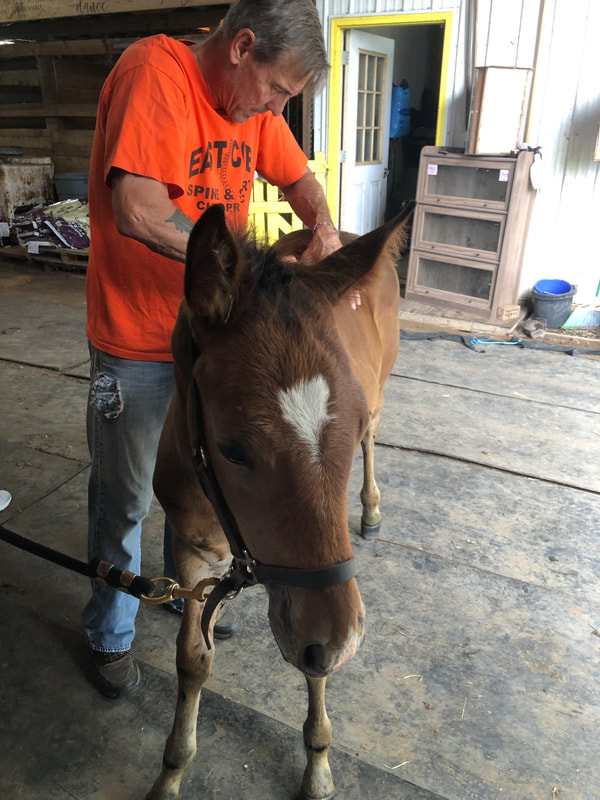 Chiropractors for Pony in NW Ohio