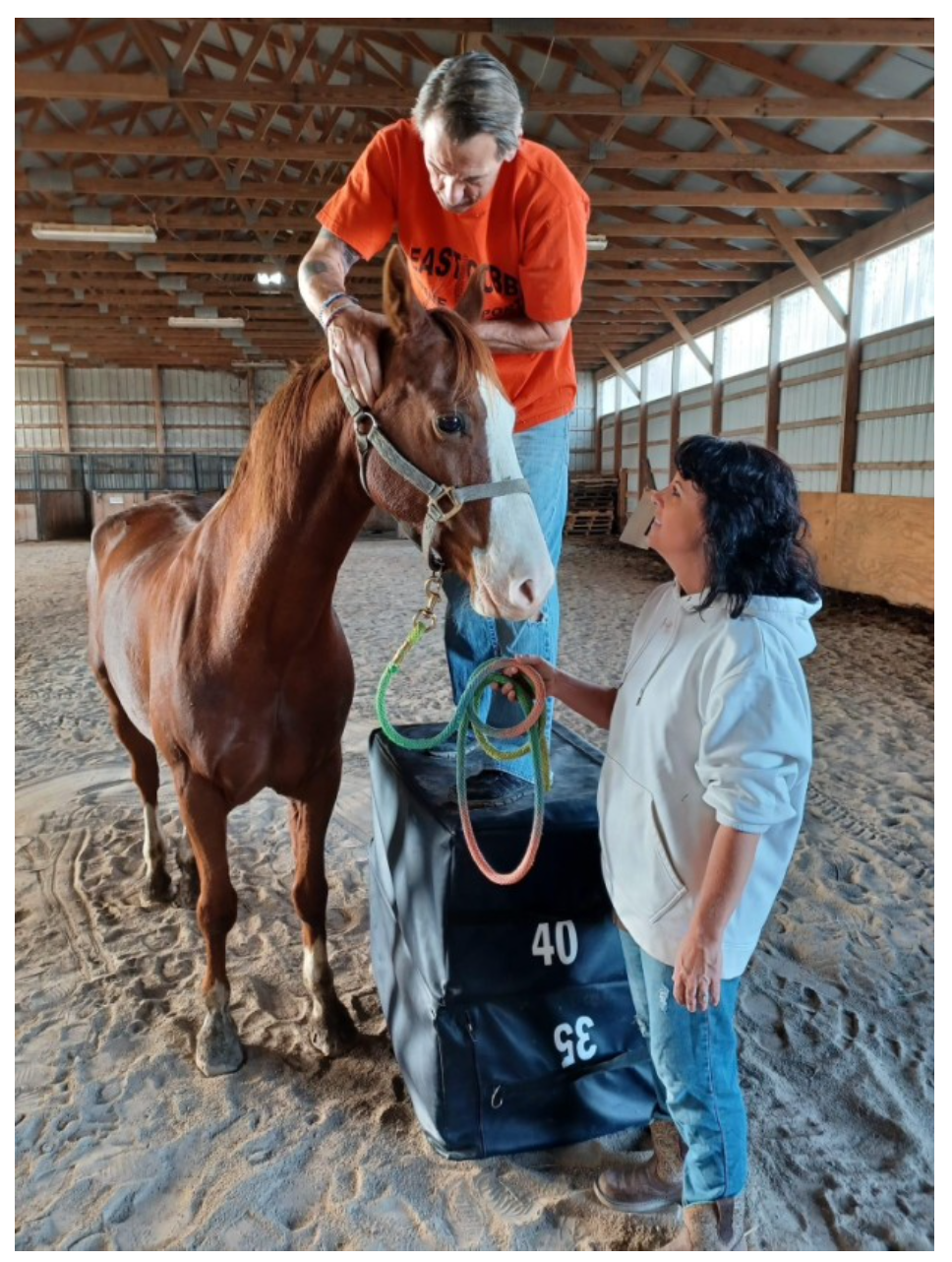 Horse Chiropractors in Northwest Ohio